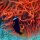Orangeflossen-Anemonenfisch in roter Blasen-Anemone
